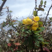 Berberis ceylanica C.K.Schneid.